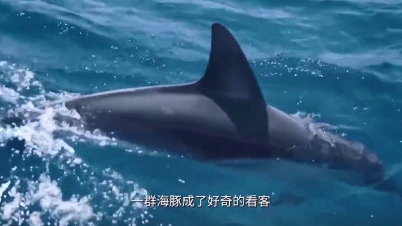 &nbsp;| 小伙情人节水下同白鲸求婚女友 被撒狗粮的鲸鱼也过情人节 纪录片《仙境之地》介绍澳洲南