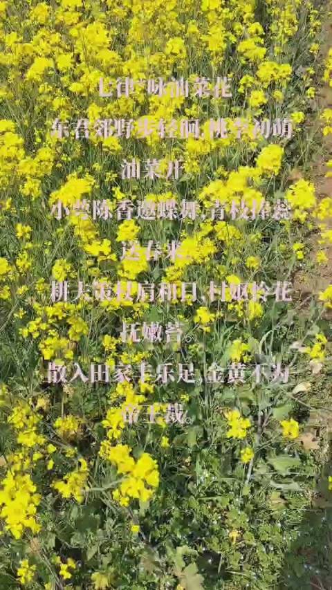 七律*咏油菜花   东君郊野步轻徊,桃李初萌油菜开。   小萼陈香邀蝶舞,青枝捧蕊送春来。
