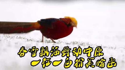 【春雪飘洒舞动中原 一红一白扮美崤函】2月17日,中原春雪飘洒。摄影师张明云竖起三脚架,取