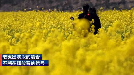 【春天来了!#四川油菜花组团上线#】近日,四川雅安。石棉县山谷间一簇簇的油菜花已然绽放“上