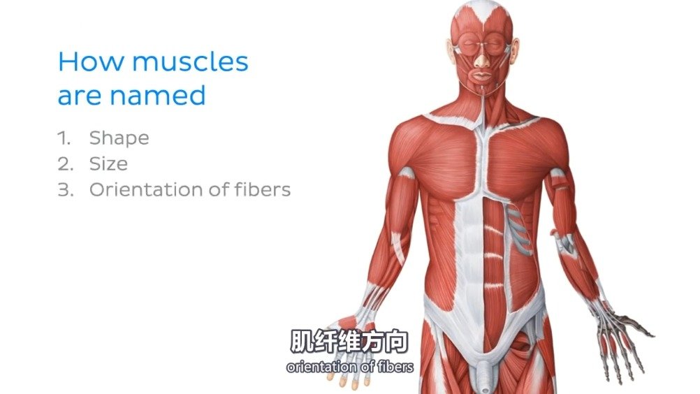 【午间分享丨动画科普:肌肉是如何命名的】肌肉是支撑肢体运动和内脏功能的重要力量来源。人体有