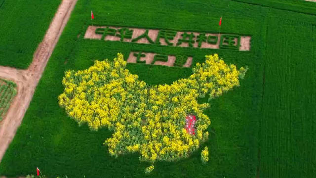 【#安徽小伙半年种出油菜花中国地图#】3月30日,安徽阜阳。90后小伙杨龙和发小赵健,从去