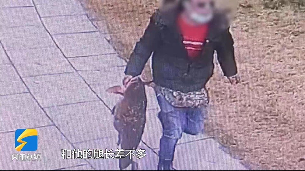 【男子捕杀大明湖景区10年野生鲤鱼被拘 】#以案析法# 明知景区禁止捕鱼,一男子却抱有侥幸