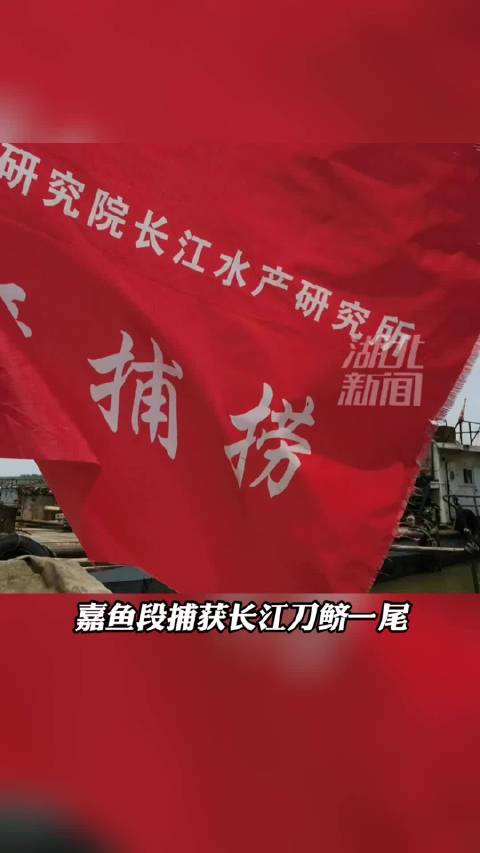【长江禁渔显成效 濒临灭绝长江刀鱼重现江湖】刀鱼,又称刀鲚,是一种洄游鱼类。刀鱼与河豚、鲥