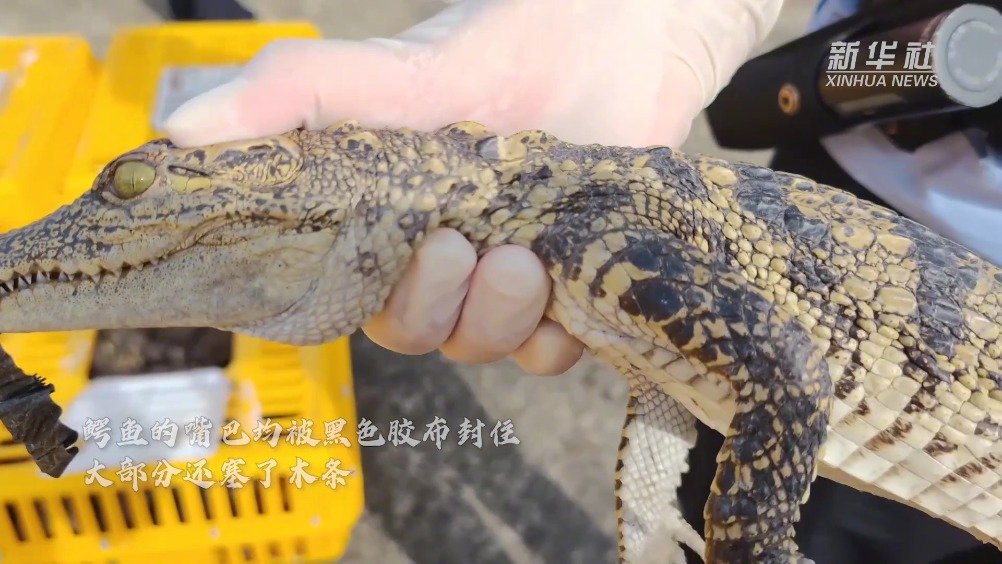 【广西查获1200余条涉嫌走私鳄鱼】近日,广西防城港边境管理支队在边境地区查获一批涉嫌走私