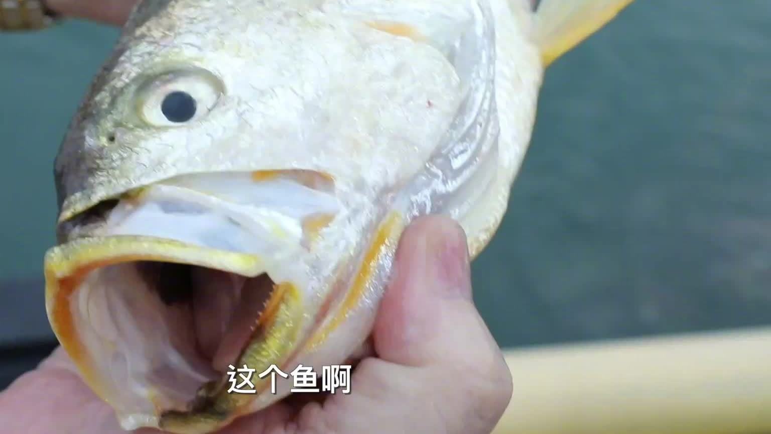 【好吃,还会呱呱叫的鱼,你见过吗?】会“呱呱叫”的可不止有青蛙,还有这种鱼!我国养殖规模最