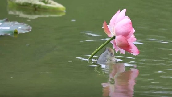 【成都一荷塘现鱼吃荷花奇景[馋嘴]】你见过鱼吃荷花吗?近日,四川成都郫都区的成都工业学院“