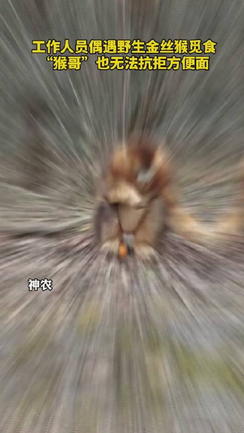 面对方便面的诱惑,金丝猴也难以抗拒#野生金丝猴进车找食物咬开方便面##皖团有话说#