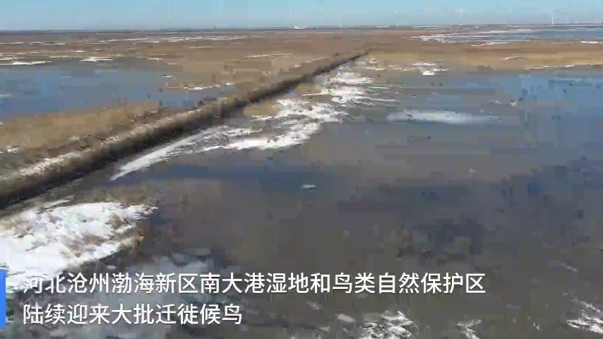 【画面太美!河北沧州南大港湿地五万余只候鸟迁徙】候鸟越冬迁徙季节,河北沧州渤海新区南大港湿