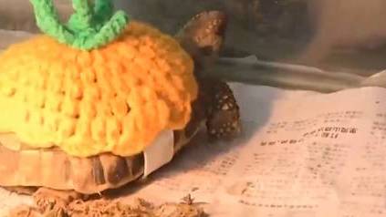 【[太开心]可可爱爱!动物园乌龟穿手工毛衣过冬时尚又温暖】近日寒潮来袭,常州淹城野生动物世