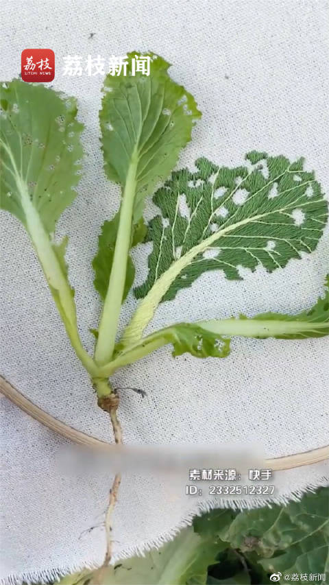 【沉浸式刺绣!女子用蔬菜做3D刺绣以假乱真】近日,云南楚雄,纳苏女士将蔬菜、树叶等用于刺绣