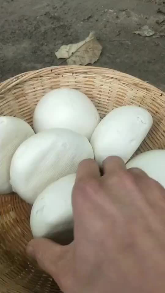 肉包子打狗,有去无回。