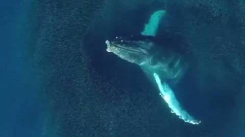 这是有多幸运,才能看到这么震撼的场景啊!