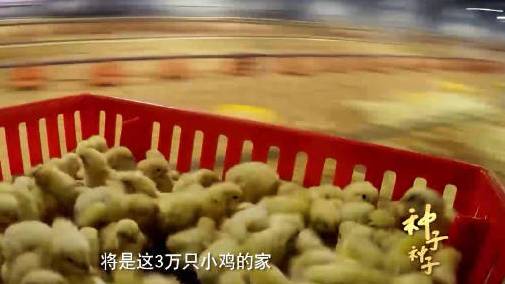 打破垄断现象,价格会被更多人所接受[赞]【#中国一年吃掉近50亿只白羽肉鸡#!中国自主育种