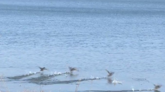 #冬游齐鲁# 【野鸭飞舞!青云湖成群野鸭栖息越冬】连日来,在山东泰安新泰市青云湖的湖面上,