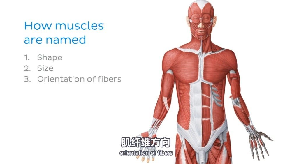 【动画科普:肌肉是如何命名的】肌肉是支撑肢体运动和内脏功能的重要力量来源。人体有600多块