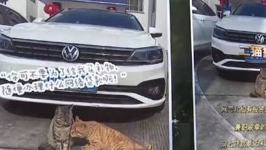 【凭本事赚猫粮!2只流浪猫成了派出所反诈宣传员】近日,常州溧阳城南派出所里的两只猫火了。据
