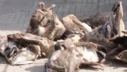 【#上海#男子为吃野鸭投毒 结果毒杀了109只野生鸟获刑10个月】龚某是上海崇明本地人,今