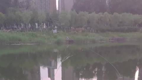 【南溪湿地莲湖,有人用遥控船拖网捕鱼和水鸟】网友爆料:在南溪湿地莲湖遇到的一幕,说话的人其