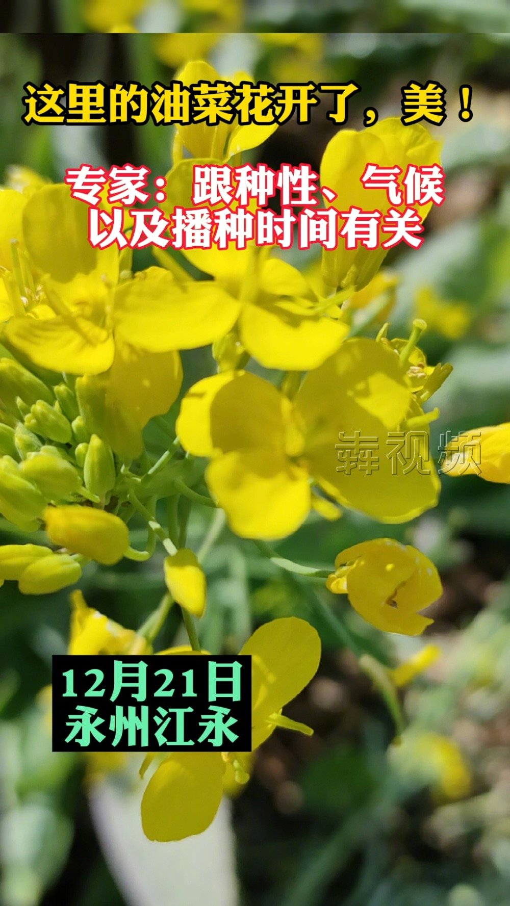 【油菜花也玩“穿越”?湖南这些地方有油菜开花了】冬至时节,大自然仍然充满勃勃生机。在冬日和