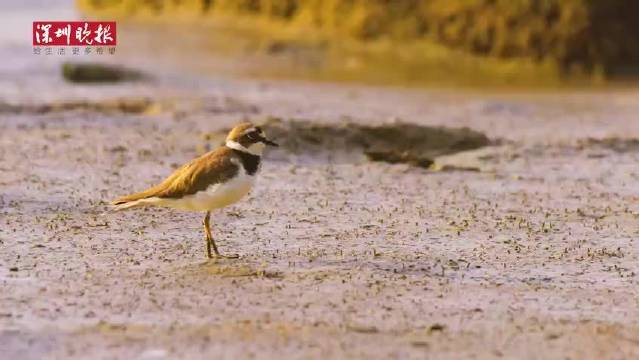 #见圳美好生活# 【壮观!深圳湾再现鱼群竞跃 水产专家揭示背后四大原因】深圳湾近日再现鱼群