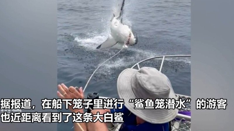 【澳大利亚海岸一条大白鲨差点跳上一艘满载游客的船】澳大利亚林肯港一群游客1月27日经历了难