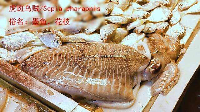 市场博物:湛江遂溪城内市场,章鱼鱿鱼墨鱼。#湛江##海鲜##购物攻略#  