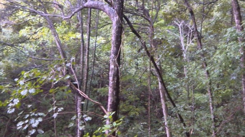 【高约25米,冠幅300余平方米!南山国家公园发现国家一级保护野生植物小叶红豆】“这样大的