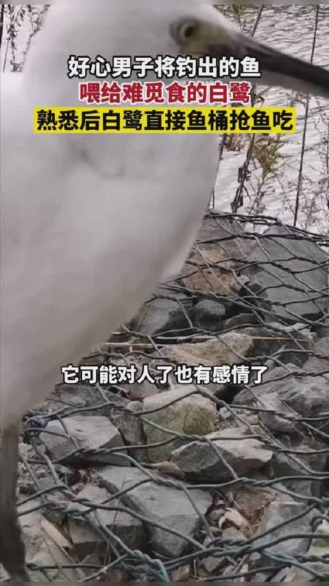 12月5日浙江宁波,好心男子将钓出的鱼喂给难觅食的白鹭,熟悉后白鹭直接找鱼桶抢鱼吃 ,钓鱼