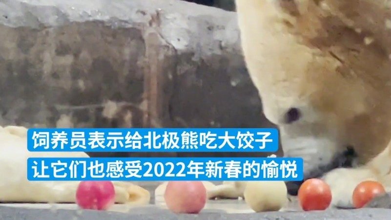 【武汉海洋公园给北极熊准备特制大号饺子,胡萝卜牛肉馅】1月30日,湖北武汉。武汉海洋公园的