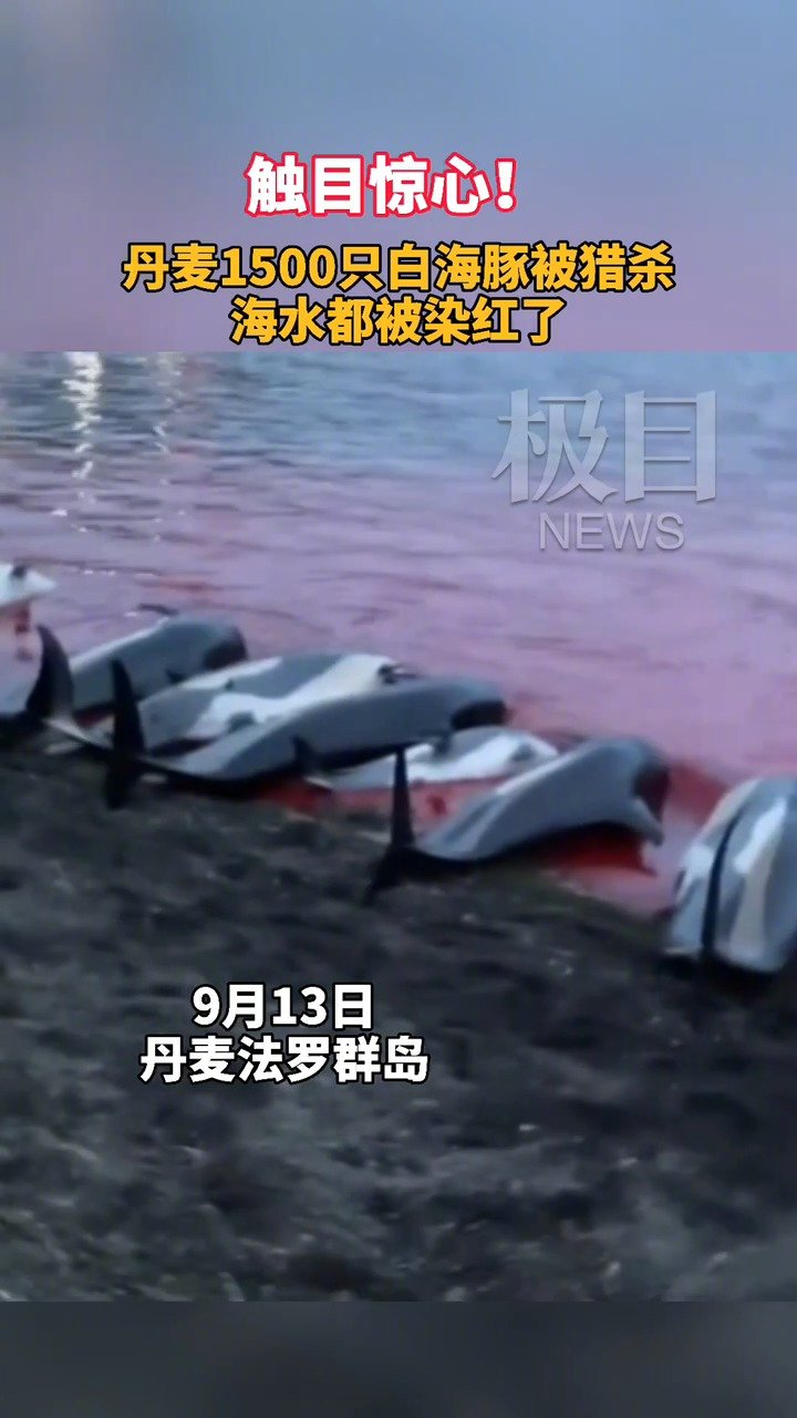 【触目惊心!丹麦1500只白海豚被猎杀染红海水】据今日俄罗斯电视台报道,近日,丹麦法罗群岛