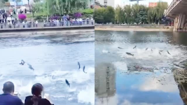 【大理洱海大量鱼儿跃出水面 水面瞬间沸腾市民惊呼 官方回应来了!】6月15日,云南大理洱海