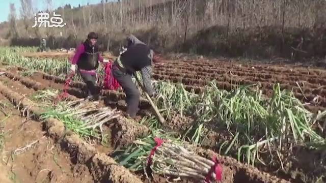 【63岁大爷日刨大葱6000斤给孩子减负 地头吃煎饼卷大葱充饥[抱抱]】11月16日,山东