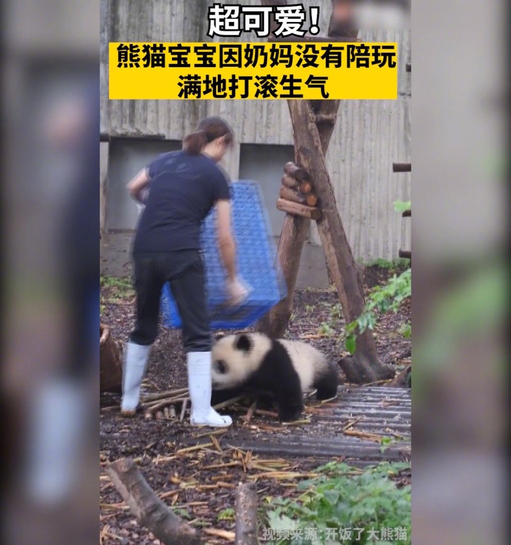 【熊猫宝宝超萌耍赖】这也太萌了吧!熊猫宝宝找奶妈玩耍未遂,气哼哼满地打滚的样子超可爱~  