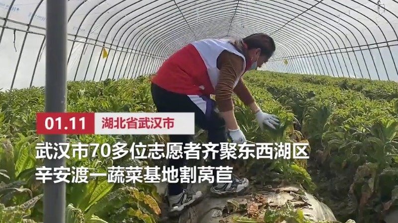 这次看我的【热干面为缸炉烧饼加油!武汉志愿者收割40吨莴苣发往石家庄】11日,武汉70多位