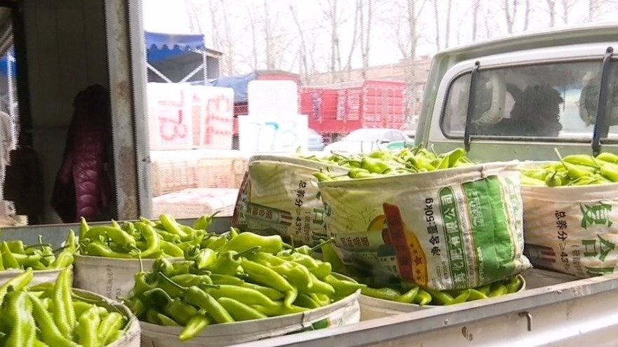   【请放心!山东寿光蔬菜保价稳供货源充足,车出得去也进得来】作为全国蔬菜集散中心和价格形