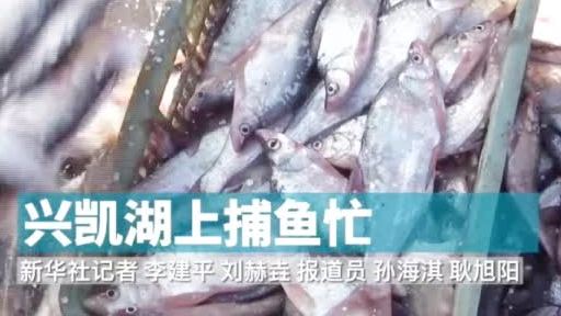【中俄界湖兴凯湖上捕鱼忙】近日,兴凯湖进入捕捞季,渔民们开始捕捞作业,期待已久的开湖鱼终于
