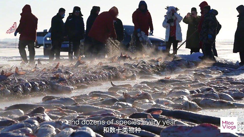 【过瘾!在零下30多度的查干湖冬捕是什么体验】零下30多摄氏度,凌晨5点出发,在500平方