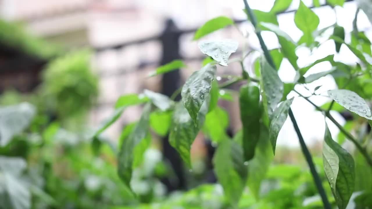 【最有春天气息的美食!嚼出来的春天,早春野菜大赏[鼓掌]】过去在青黄不接的三月,人们不得不