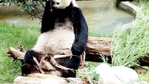 #晚安# 【生日蜡烛是竹笋!6岁毛竹吃豪华生日蛋糕卡牙缝,50位熊猫粉陪庆生】7月26日,