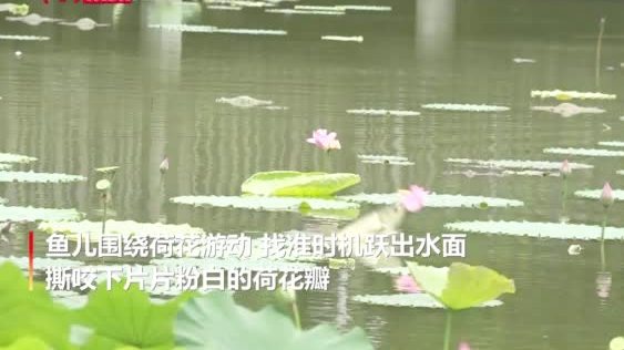 【美哭!成都一荷塘现鱼吃荷花景观】你见过鱼吃荷花吗?近日,四川成都郫都区的成都工业学院“九