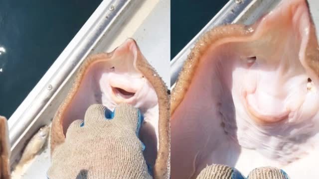【鳐鱼被渔夫挠痒痒忍不住“张嘴大笑” 表情酷似人类 动保人士怒了】近日,美国马萨诸塞州一名