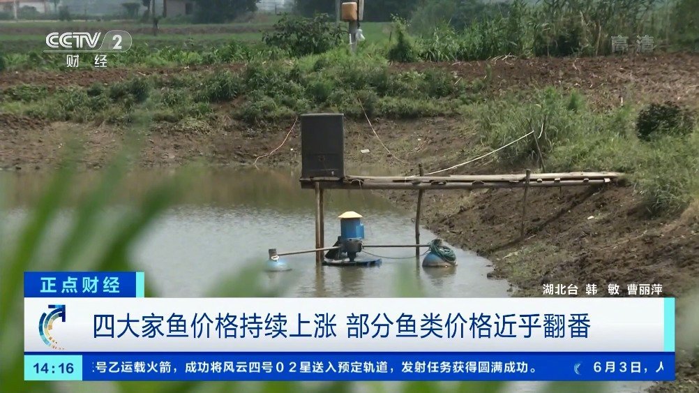 【四大家鱼持续涨价 养殖户:淡水鱼价格翻番】连日来,不少消费者反映,现在青鱼、草鱼、白鲢、