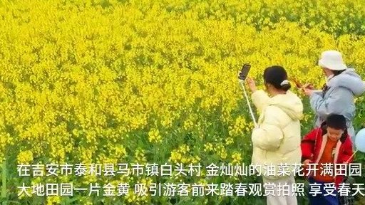 #江西的春天真的来了#【江西:油菜花开春意浓 遍地金黄染田间】春日风光好,赏花正当时。近日