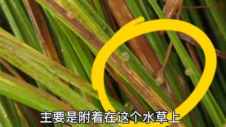 【繁衍还是决斗?长江里的野生鱼类是这样产卵】近日,在南京的一条通江河道里,拍摄到野生鲤鱼交