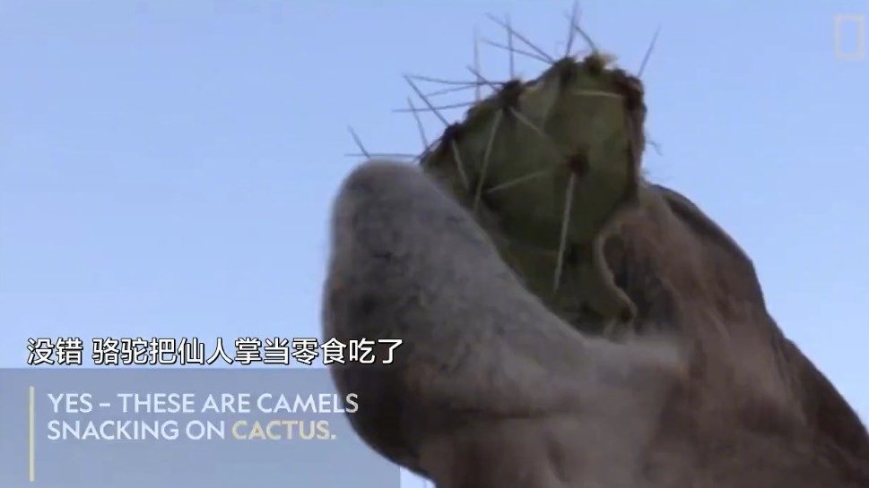 【骆驼吃仙人掌的时候都不会觉得扎吗?】骆驼为了适应仙人掌的刺,便在长期的食用中进化出了怿硬