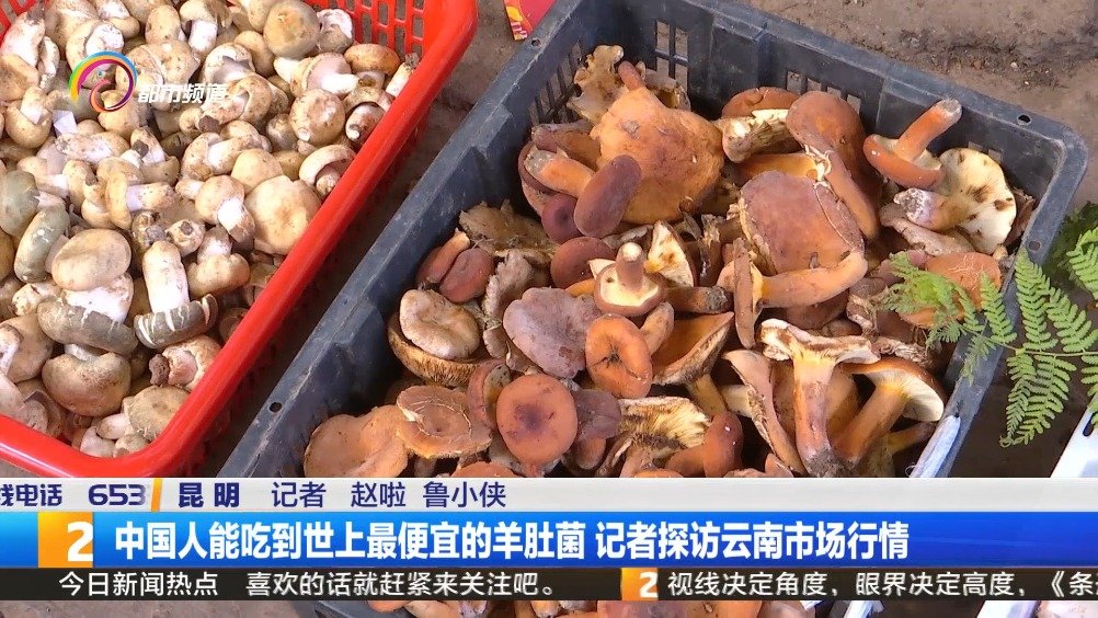 【云南野生菌预计10月底下市,还没吃够的抓紧了!】近日,记者从昆明木水花野生菌交易中心了解