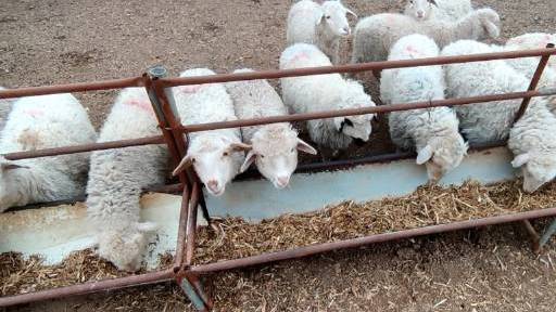 【河北青县涉瘦肉精羊肉工厂被查封 记者跟随执法队快检肉羊】3月16日,紧急呼叫实地探访了涉