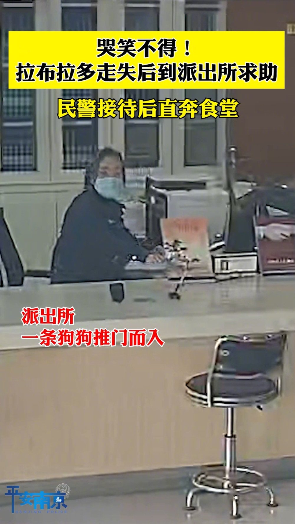 【哭笑不得!拉布拉多走失后到派出所求助直奔食堂 [三哈]】3月4日,南京六合,一条拉布拉多
