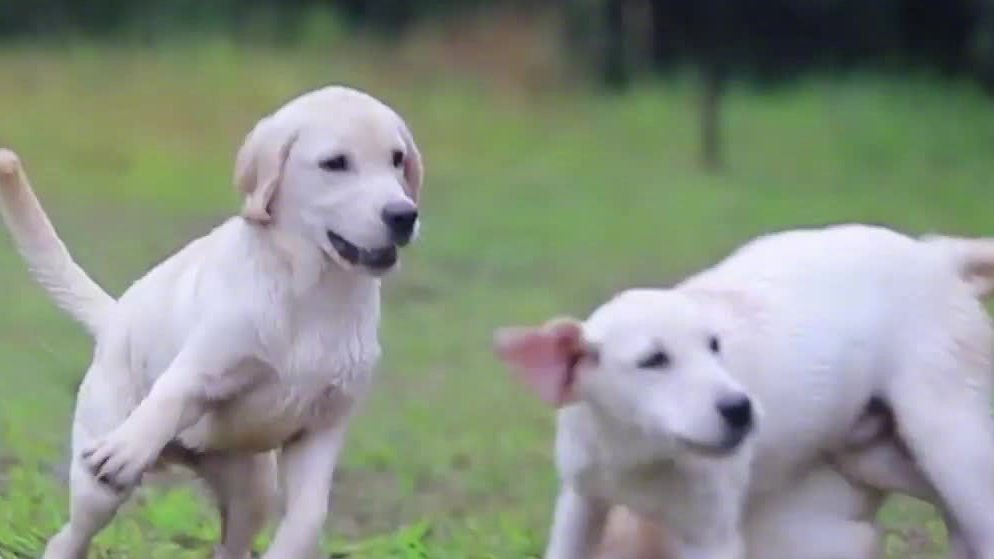 【这名字自带口音!消防员玩谐音梗&nbsp; 三只搜救犬取名潇凡圆[三哈]】近日,湖南消防救援总队搜